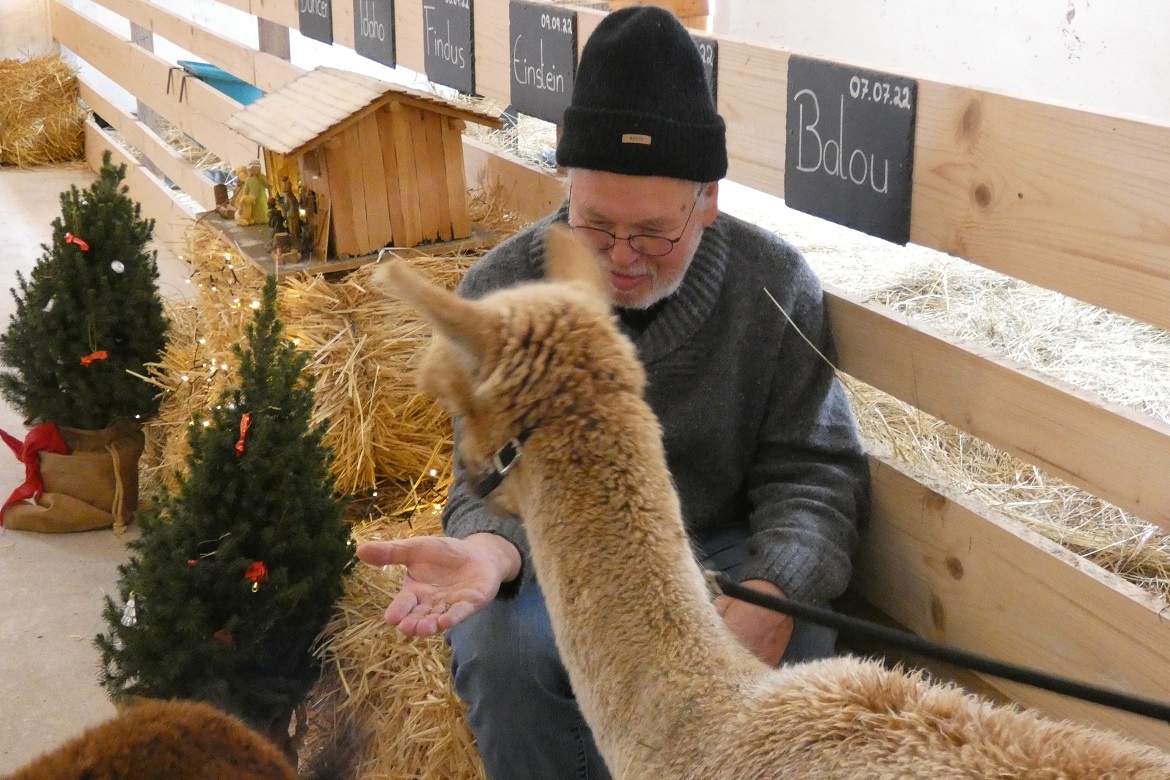 Alpaka Weihnacht 16.jpg