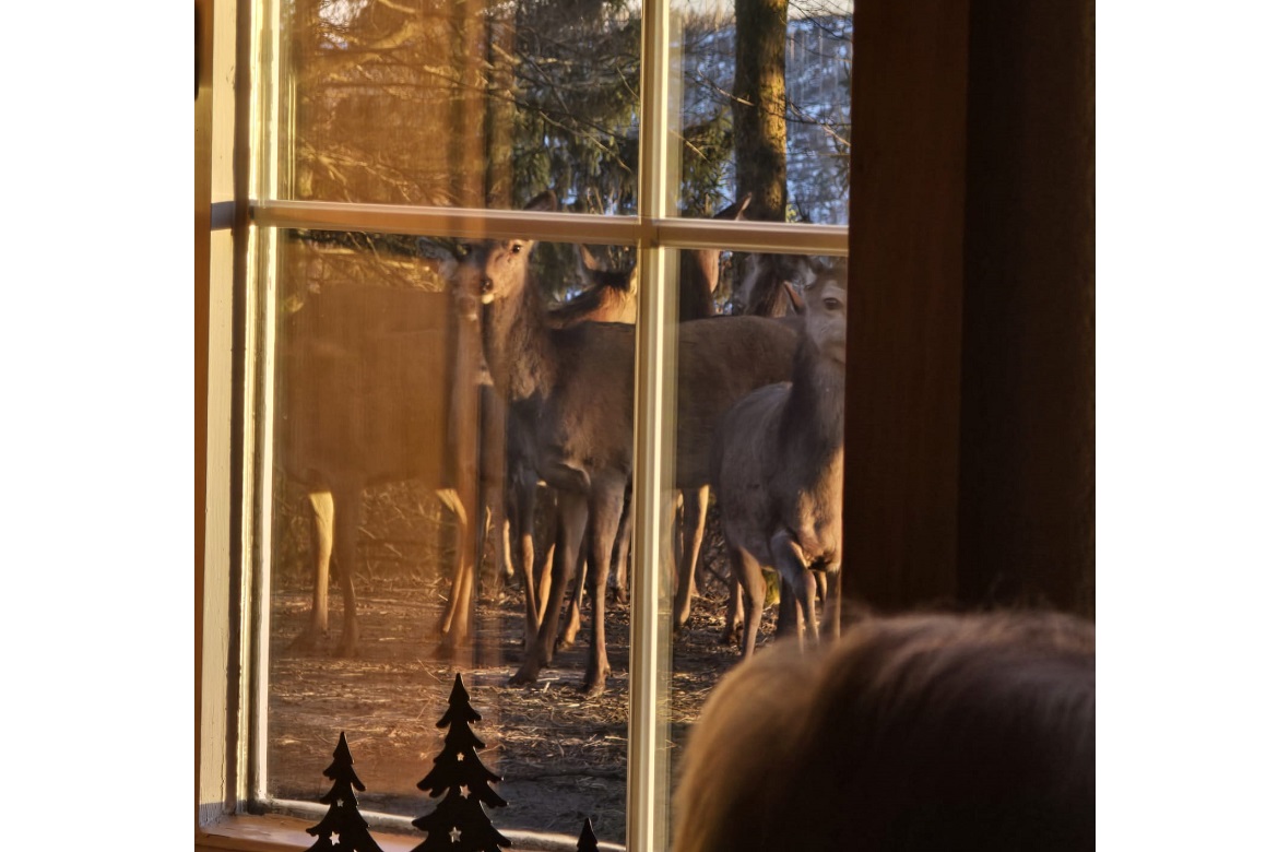 Abendliche Wildtierfütterung Barbis12.JPG