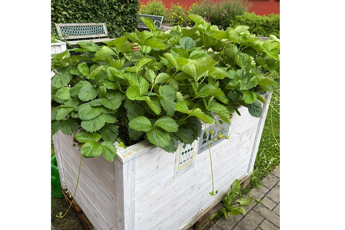 Erdbeeren 2026.1.jpg