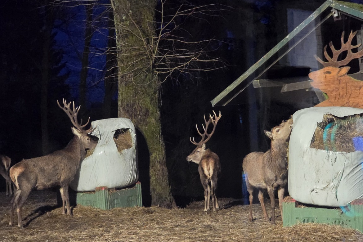 Abendliche Wildtierfütterung Barbis5.JPG