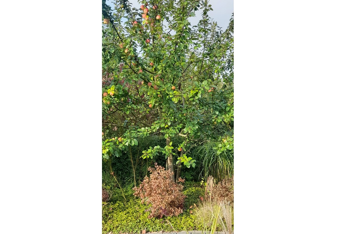 Garten2.jpg