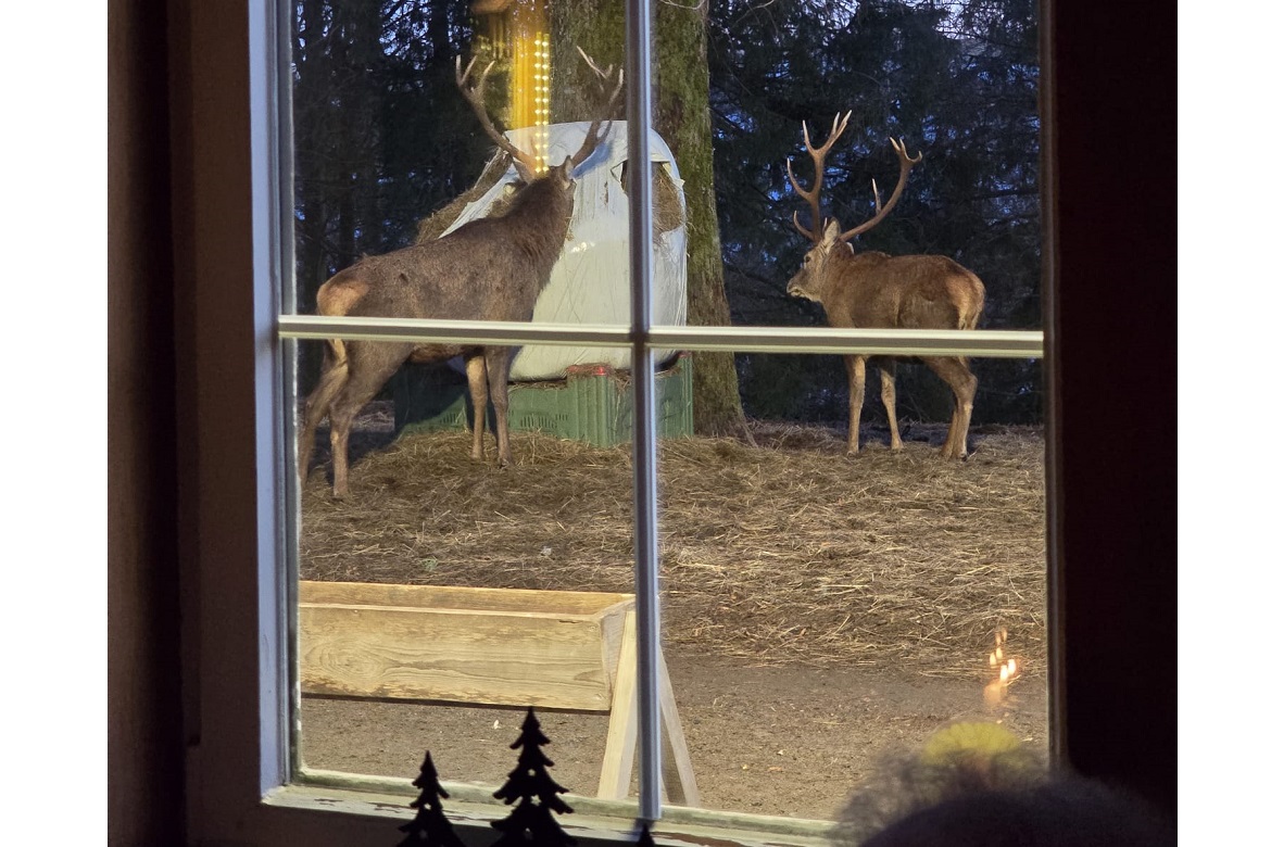 Abendliche Wildtierfütterung Barbis2.JPG