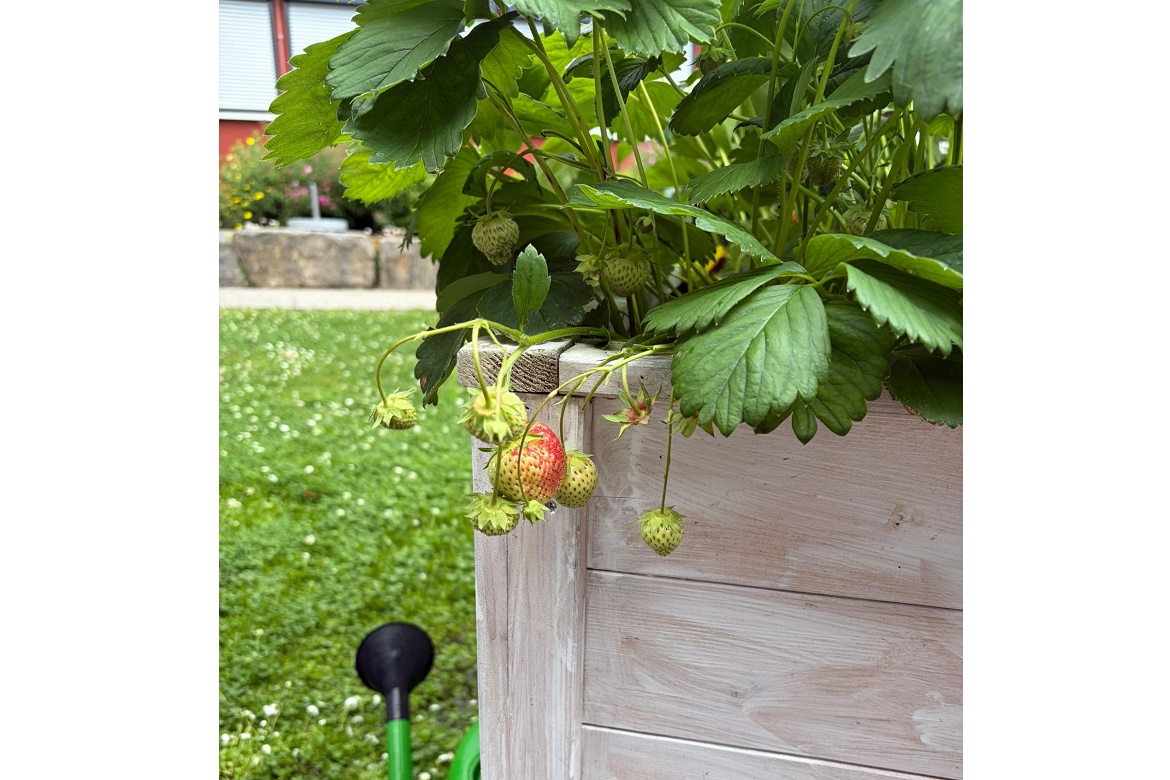 Erdbeeren 2026.4.jpg