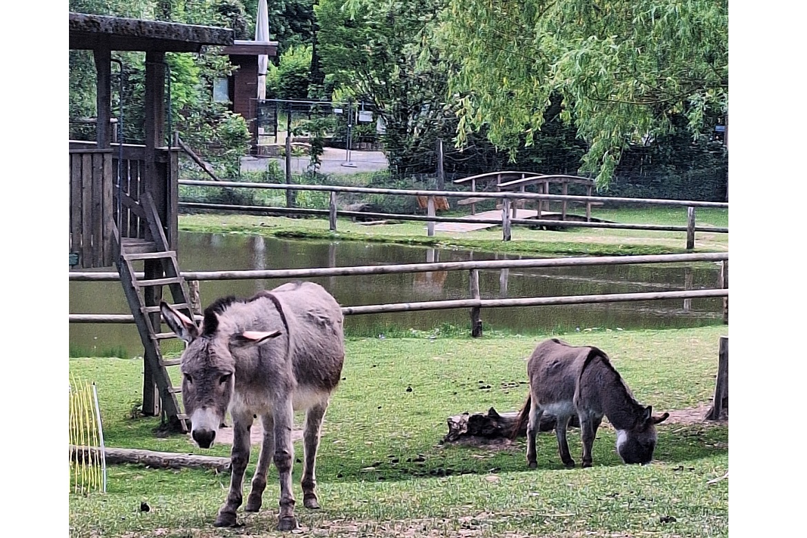 Wildpark-NH-6-2025.jpg