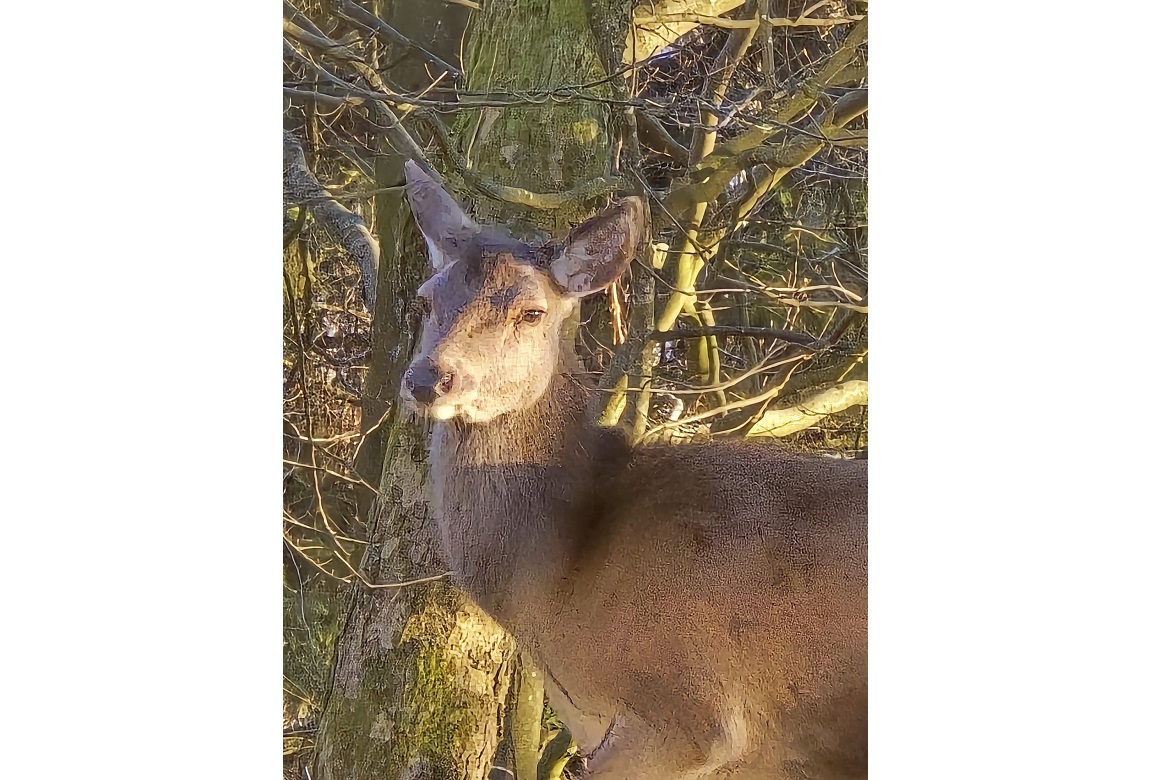 Abendliche Wildtierfütterung Barbis11.JPG